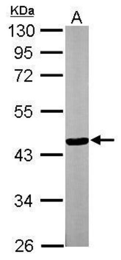 Invitrogen TTLL1 Polyclonal Antibody 100 &mu;L | Buy Online | Invitrogen&trade; | Fisher Scientific