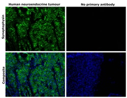Invitrogen Synaptophysin Polyclonal Antibody 100 &mu;L; Unconjugated:Antibodies,