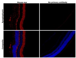 Invitrogen Synaptophysin Polyclonal Antibody 100 &mu;L; Unconjugated:Antibodies,