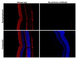 Invitrogen Synaptophysin Polyclonal Antibody 100 &mu;L; Unconjugated:Antibodies,