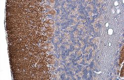 Invitrogen Tau Polyclonal Antibody 100 &mu;L | Buy Online | Invitrogen&trade; | Fisher Scientific