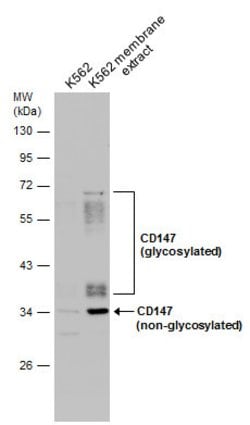 Invitrogen CD147 Polyclonal Antibody 100 &mu;L; Unconjugated:Anticuerpos