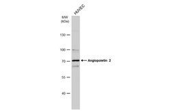 Invitrogen Angiopoietin 2 Polyclonal Antibody 100 &mu;L | Buy Online | Invitrogen&trade; | Fisher Scientific