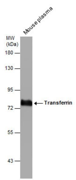 Invitrogen Transferrin Polyclonal Antibody 100 &mu;L; Unconjugated:Antibodies,