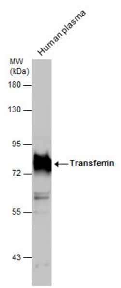 Invitrogen Transferrin Polyclonal Antibody 100 &mu;L; Unconjugated:Antibodies,