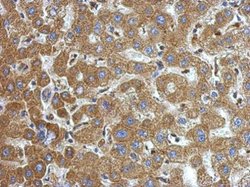 Invitrogen alpha-1 Microglobulin Polyclonal Antibody 100 &mu;L; Unconjugated:Antibodies,