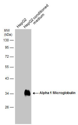 Invitrogen alpha-1 Microglobulin Polyclonal Antibody 100 &mu;L; Unconjugated:Antibodies,