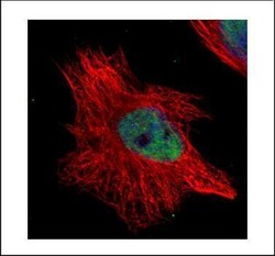 Invitrogen WRN Polyclonal Antibody 100 &mu;L | Buy Online | Invitrogen&trade; | Fisher Scientific