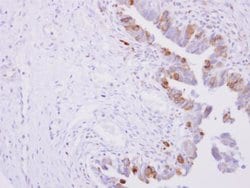 Invitrogen Cytochrome P450 Reductase Polyclonal Antibody 100 &mu;L; Unconjugated:Antibodies,