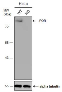 Invitrogen Cytochrome P450 Reductase Polyclonal Antibody 100 &mu;L; Unconjugated:Antibodies,