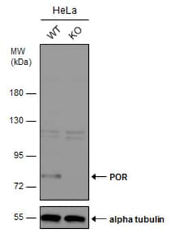 Invitrogen Cytochrome P450 Reductase Polyclonal Antibody 100 &mu;L; Unconjugated:Antibodies,