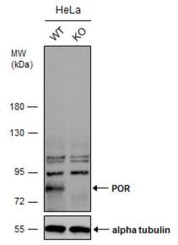 Invitrogen Cytochrome P450 Reductase Polyclonal Antibody 100 &mu;L; Unconjugated:Antibodies,