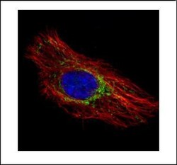 Invitrogen Prohibitin Polyclonal Antibody 100 &mu;L; Unconjugated:Antibodies,