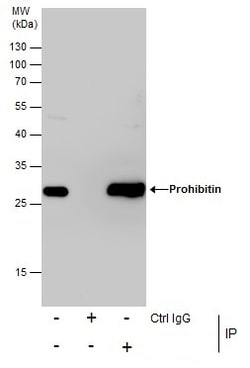 Invitrogen Prohibitin Polyclonal Antibody 100 &mu;L; Unconjugated:Antibodies,