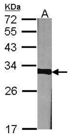 Invitrogen Prohibitin Polyclonal Antibody 100 &mu;L; Unconjugated:Antibodies,