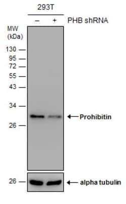 Invitrogen Prohibitin Polyclonal Antibody 100 &mu;L; Unconjugated:Antibodies,
