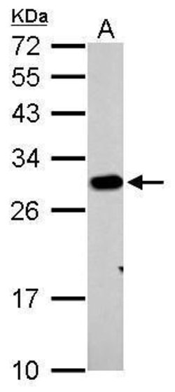 Invitrogen Prohibitin Polyclonal Antibody 100 &mu;L; Unconjugated:Antibodies,
