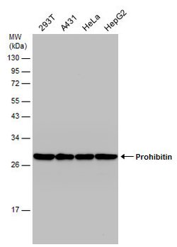 Invitrogen Prohibitin Polyclonal Antibody 100 &mu;L; Unconjugated:Antibodies,