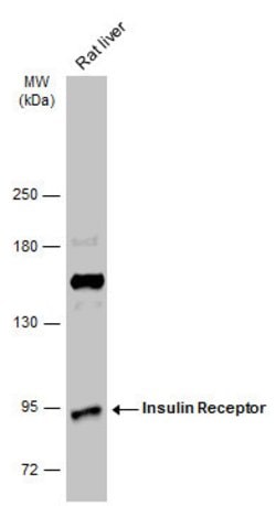 Invitrogen INSR Polyclonal Antibody 100 &mu;L; Unconjugated:Anticuerpos