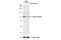Invitrogen INSR Polyclonal Antibody 100 &mu;L; Unconjugated:Anticuerpos