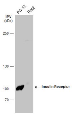 Invitrogen INSR Polyclonal Antibody 100 &mu;L; Unconjugated:Anticuerpos