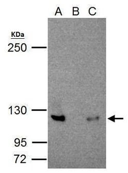 Invitrogen NFkB p100 Polyclonal Antibody 100 &mu;L; Unconjugated:Antibodies,