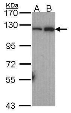 Invitrogen NFkB p100 Polyclonal Antibody 100 &mu;L; Unconjugated:Antibodies,