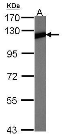 Invitrogen NFkB p100 Polyclonal Antibody 100 &mu;L; Unconjugated:Antibodies,