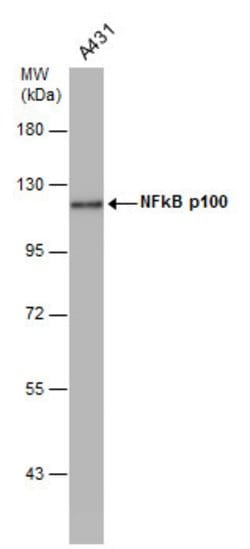 Invitrogen NFkB p100 Polyclonal Antibody 100 &mu;L; Unconjugated:Antibodies,