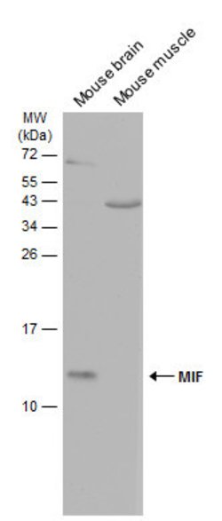 Invitrogen MIF Polyclonal Antibody 100 &mu;L | Buy Online | Invitrogen&trade; | Fisher Scientific