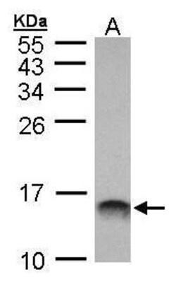 Invitrogen MIF Polyclonal Antibody 100 &mu;L | Buy Online | Invitrogen&trade; | Fisher Scientific