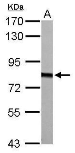 Invitrogen HADHA Polyclonal Antibody 100 &mu;L; Unconjugated:Antibodies,
