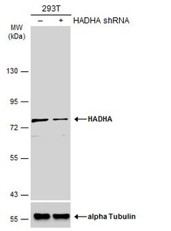 Invitrogen HADHA Polyclonal Antibody 100 &mu;L; Unconjugated:Antibodies,