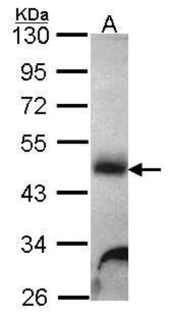 Invitrogen alpha Galactosidase Polyclonal Antibody 100 &mu;L; Unconjugated:Antibodies,