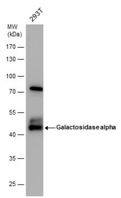 Invitrogen alpha Galactosidase Polyclonal Antibody 100 &mu;L; Unconjugated:Antibodies,