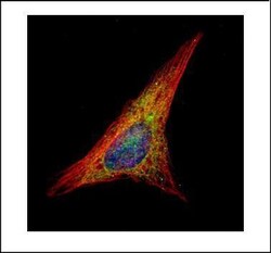 Invitrogen Gelsolin Polyclonal Antibody 100 &mu;L | Buy Online | Invitrogen&trade; | Fisher Scientific