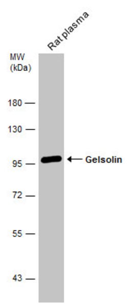 Invitrogen Gelsolin Polyclonal Antibody 100 &mu;L | Buy Online | Invitrogen&trade; | Fisher Scientific
