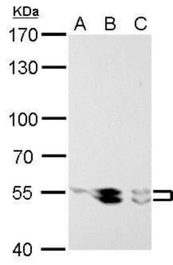 Invitrogen Lyn Polyclonal Antibody 100 &mu;L; Unconjugated:Antibodies,