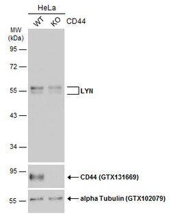 Invitrogen Lyn Polyclonal Antibody 100 &mu;L; Unconjugated:Antibodies,