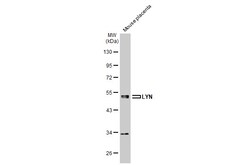 Invitrogen Lyn Polyclonal Antibody 100 &mu;L; Unconjugated:Antibodies,