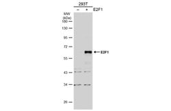 Invitrogen E2F1 Polyclonal Antibody 100 &mu;L; Unconjugated:Antibodies,