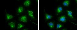 Invitrogen DLD Polyclonal Antibody 100 &mu;L; Unconjugated:Antibodies,