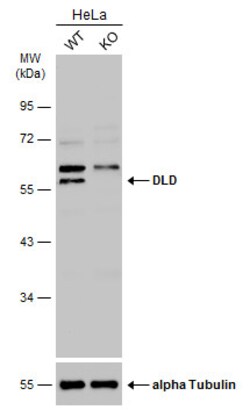 Invitrogen DLD Polyclonal Antibody 100 &mu;L; Unconjugated:Antibodies,