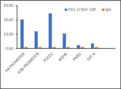 Invitrogen CBP Polyclonal Antibody 100 &mu;L; Unconjugated:Antibodies,