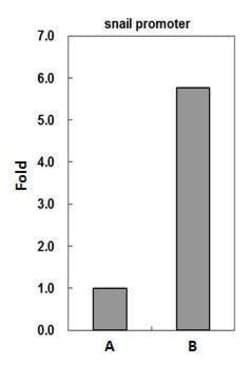 Invitrogen CBP Polyclonal Antibody 100 &mu;L; Unconjugated:Antibodies,