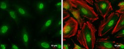 Invitrogen CBP Polyclonal Antibody 100 &mu;L; Unconjugated:Antibodies,