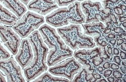 Invitrogen CBP Polyclonal Antibody 100 &mu;L; Unconjugated:Antibodies,