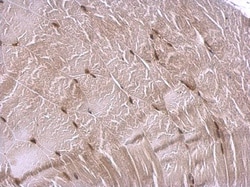 Invitrogen CBP Polyclonal Antibody 100 &mu;L; Unconjugated:Antibodies,