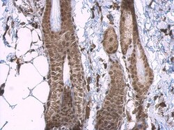 Invitrogen CBP Polyclonal Antibody 100 &mu;L; Unconjugated:Antibodies,