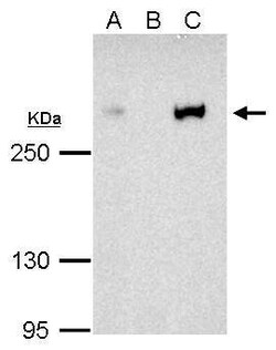 Invitrogen CBP Polyclonal Antibody 100 &mu;L; Unconjugated:Antibodies,